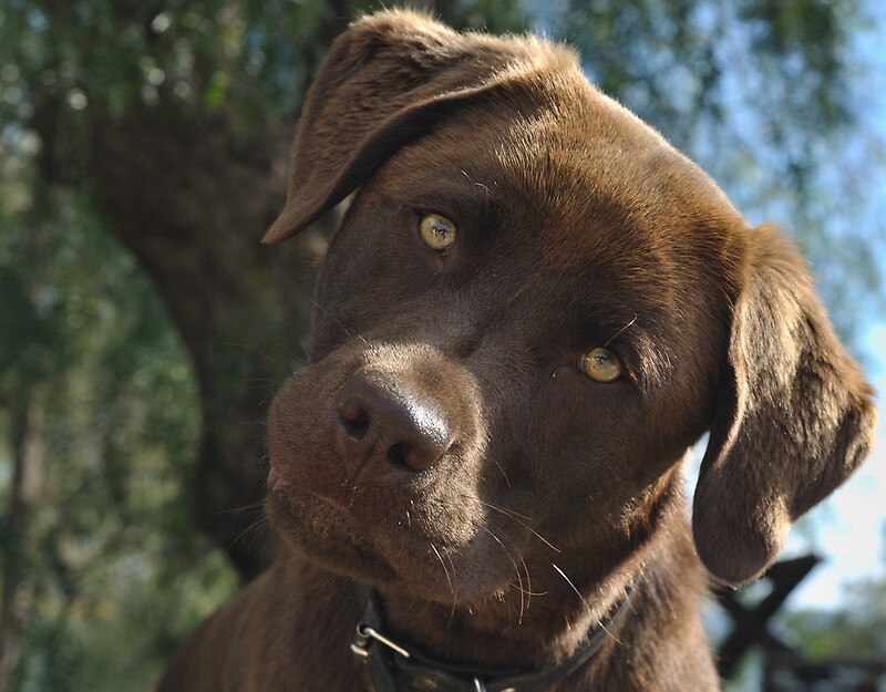 "Chocolate Labrador, Head Shot" by Alice Gratton | Redbubble