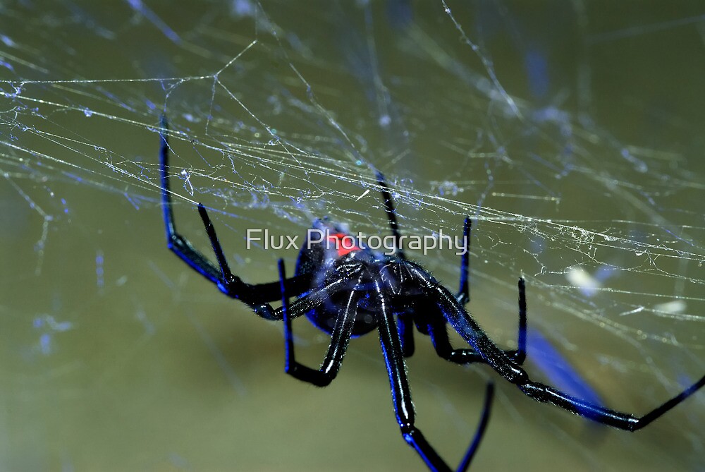 Black Widow Spider Hanging On Web By Flux Photography Redbubble