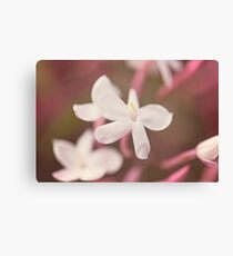 Jasmine Canvas Print