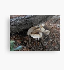 It's getting crowded in here! Step off, fungi! Metal Print