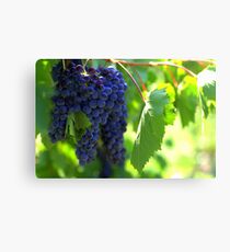 Chianti Canvas Print