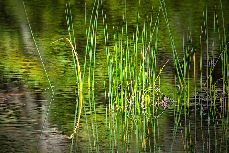 "Water Reeds 032" by Randall Nyhof Redbubble