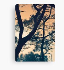 Branching - Torrey Pine Canvas Print