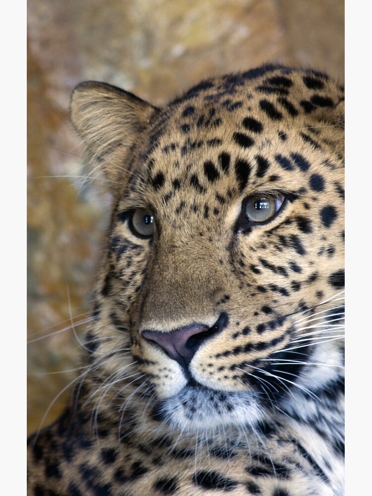 leopard by christait