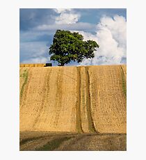Lone tree on the brow Photographic Print