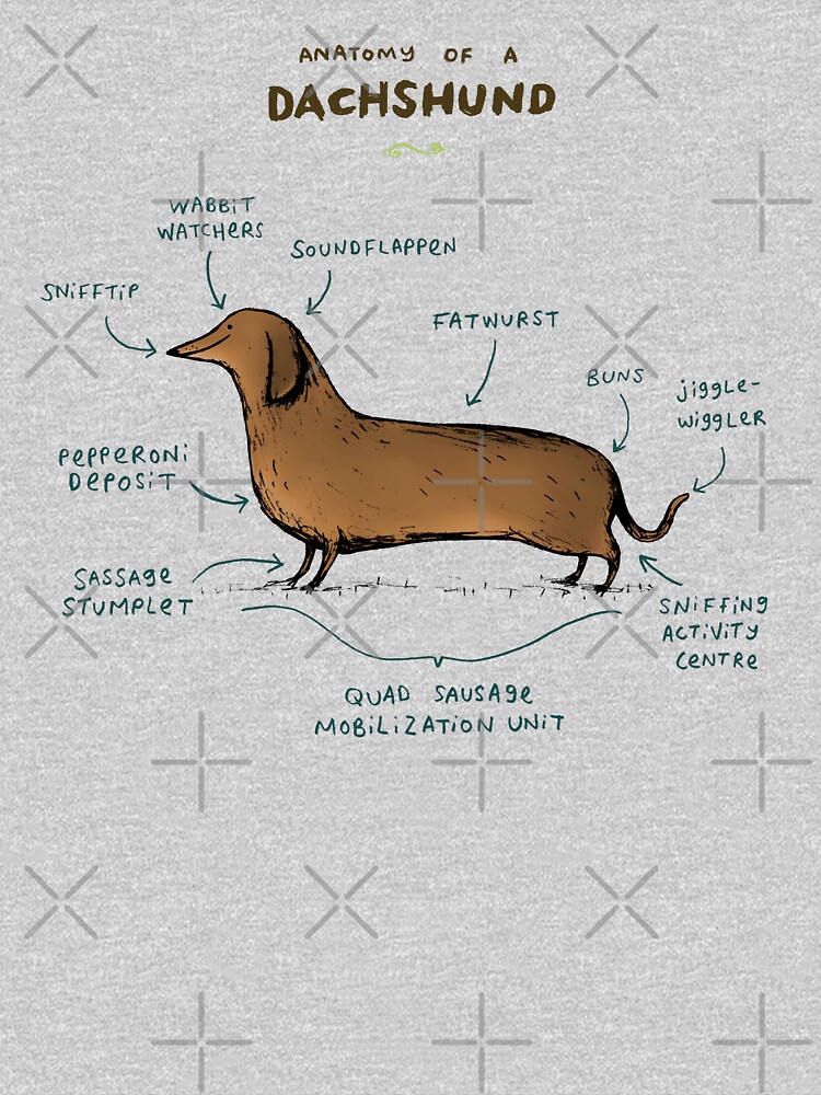 Anatomy of a Dachshund by SophieCorrigan