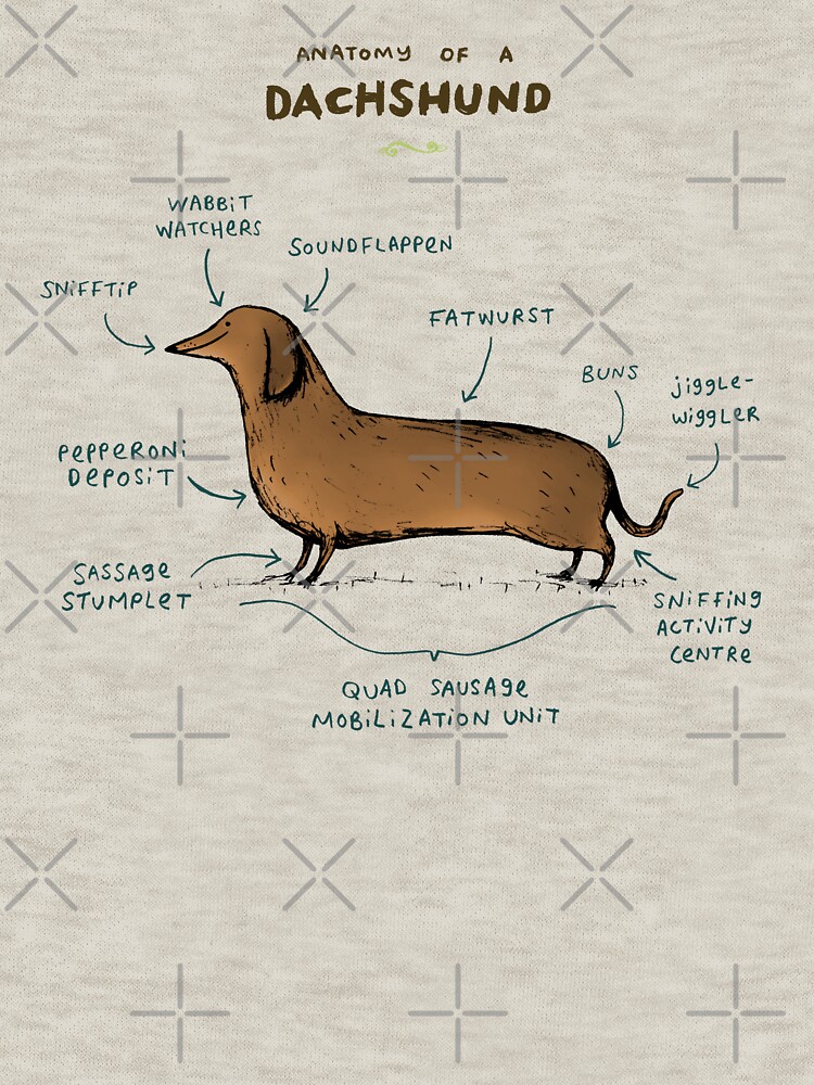 Anatomy of a Dachshund by SophieCorrigan