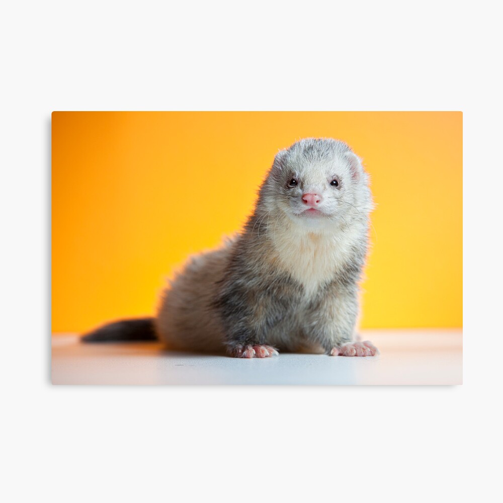 Frodo the Lion. Canvas Print