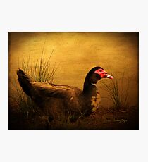 Maurice the Muscovy Photographic Print