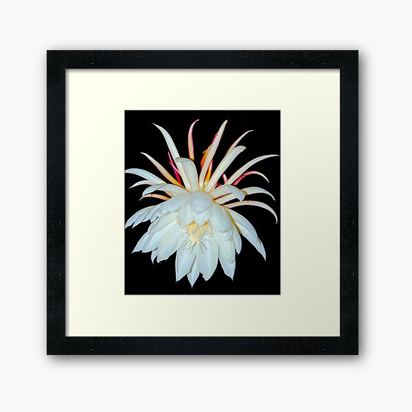 Night Blooming Cereus Framed Art Print