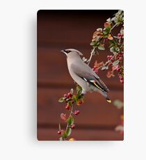Bohemian Waxwing Canvas Print