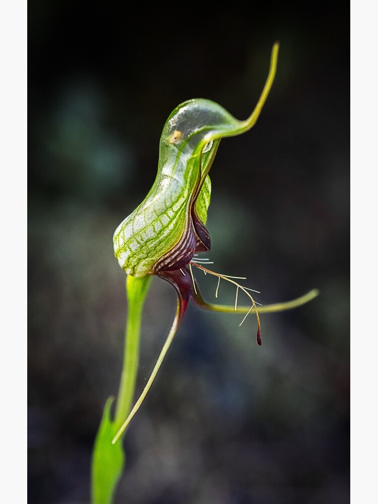 Bird Orchid by AmyesPhotograph
