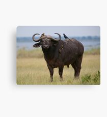 Buffalo and Oxpeckers Leinwanddruck