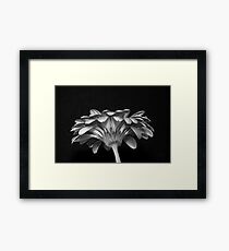 Daisy Daisy Framed Print