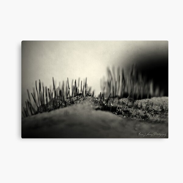 Magic in Moss Canvas Print