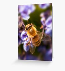 Bee. Greeting Card
