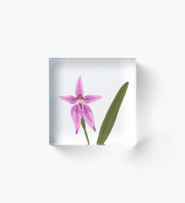 Pink Fairy Orchid Acrylic Block
