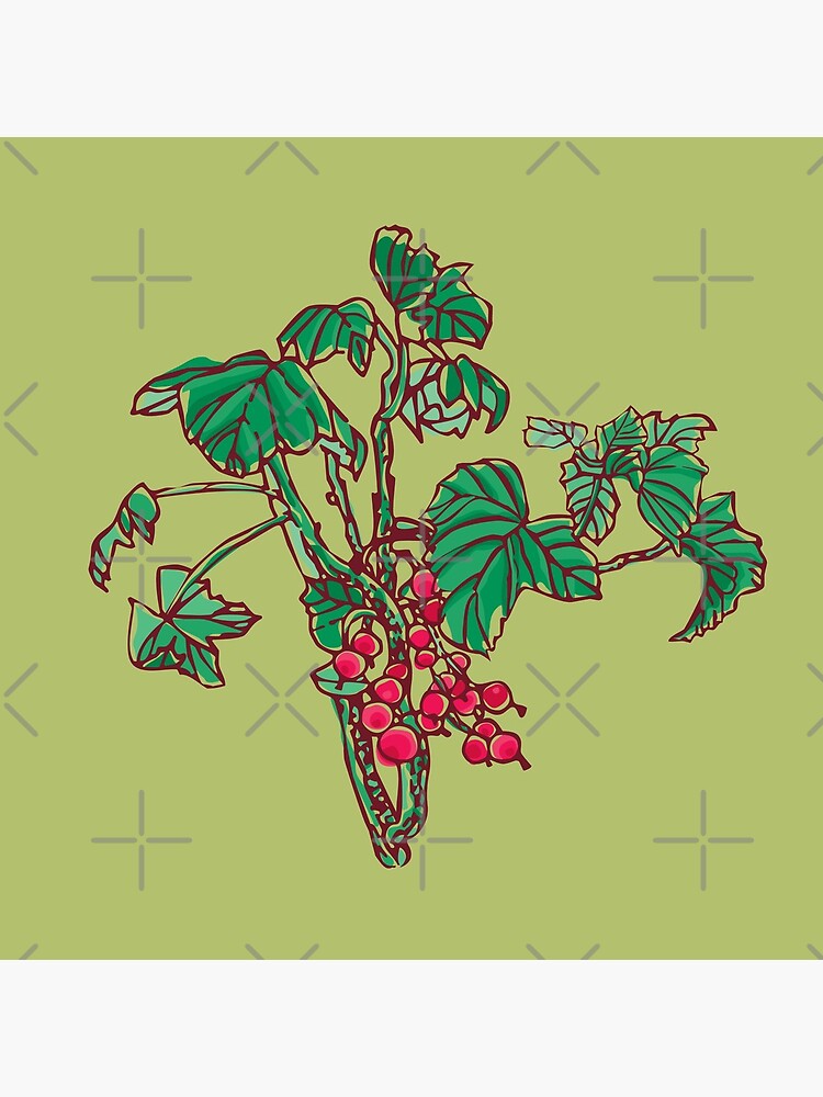 Currant by rusanovska