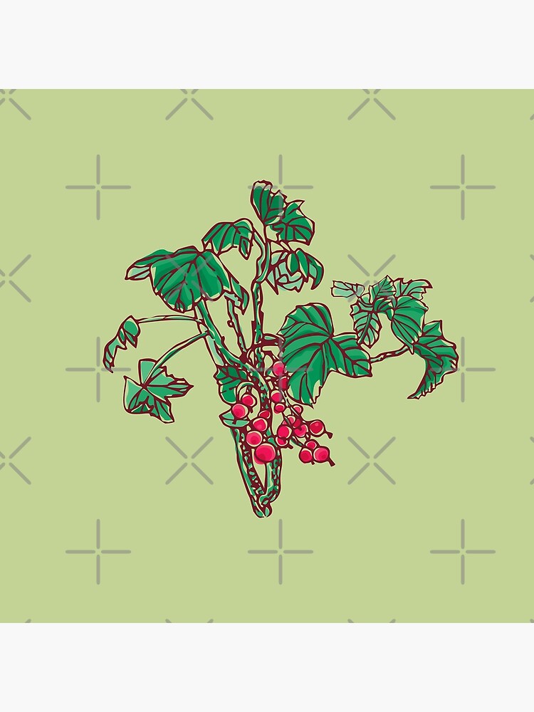 Currant by rusanovska