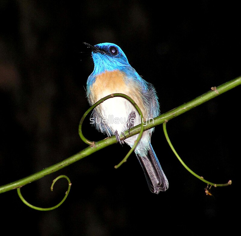 "Blue bird at night, Rain Forest, Borneo" by suellewellyn Redbubble