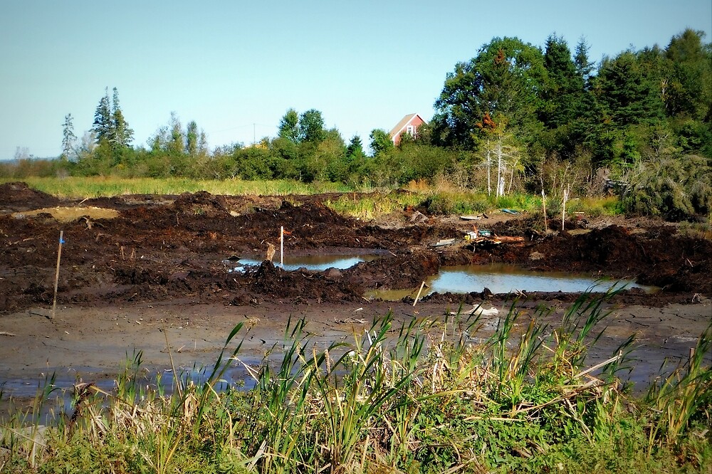"Oak Island swamp" by KarenCookPhotos Redbubble
