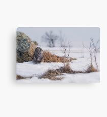 Starry Eyed Canvas Print