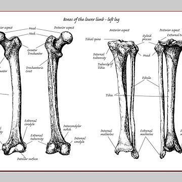 Anatomie der Knochen der unteren Extremitäten