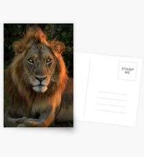 Resting Lion Postkarten