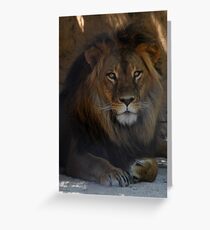 Male Lion Greeting Card