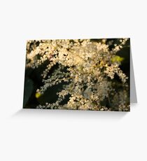 White Flowers in the Morning Greeting Card