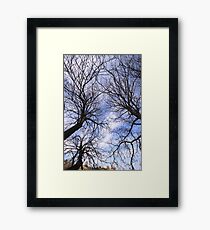 Bean Trees Framed Print