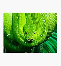 Green Tree Snake Photographic Print