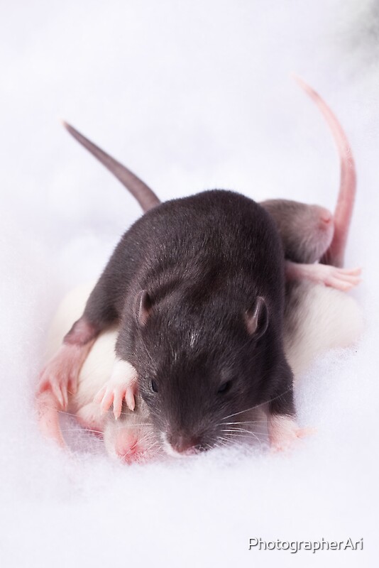 "Cute rats playing in fluff" by PhotographerAri Redbubble
