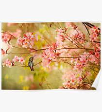 Allens Hummingbird with Spring Blossoms Poster