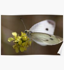 White Butterfly Poster