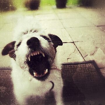 Artwork thumbnail, Angry Jack Russell by everyplate
