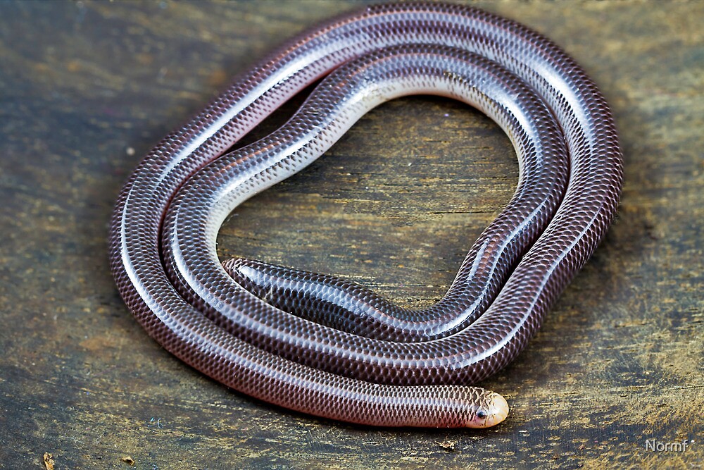 "Blind Snake, Ramphotyphlops proximus" by Normf Redbubble