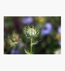 Love-in-the-mist Photographic Print