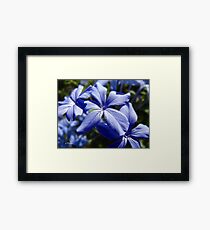 Blue Plumbago Framed Print