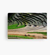 Water season in Sapa Canvas Print