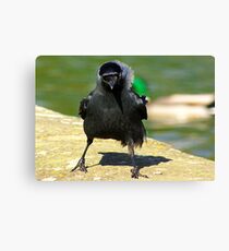 Jackdaw Canvas Print