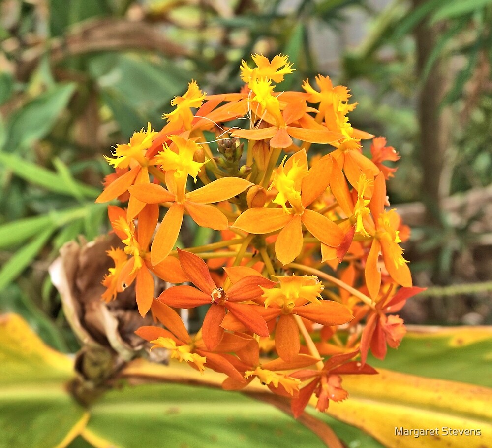 "Fire-star orchid" by Margaret Stevens | Redbubble