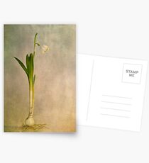 foretaste of spring Postcards