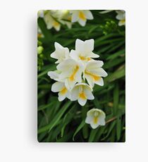 Spring Flowers Canvas Print