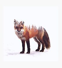 Renard Impression photo