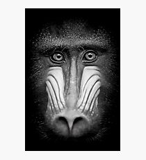 Portrait Of A Mandrill Photographic Print