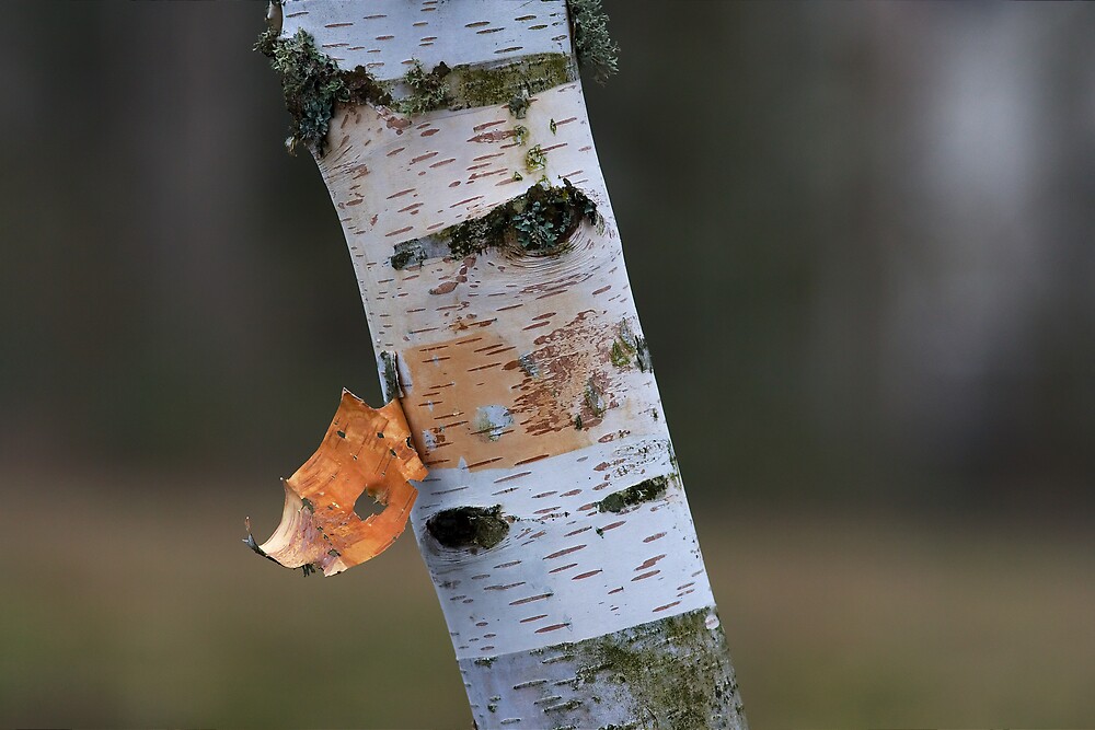 Paper Birch Tree Bark By Jeff Mcarthur Redbubble