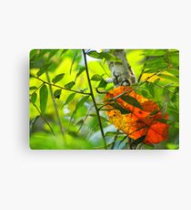 Fallen - Brazil Canvas Print