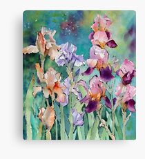 Multicoloured Irises Canvas Print