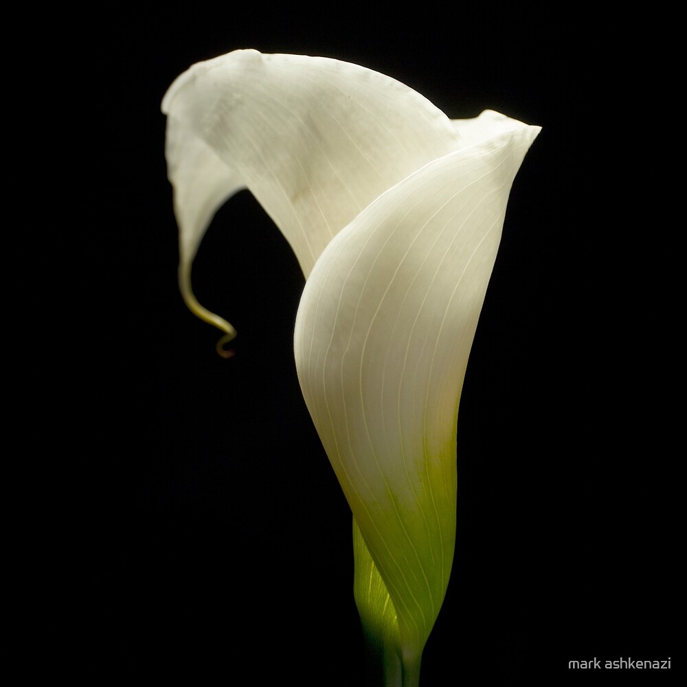 "kala lili" by mark ashkenazi | Redbubble